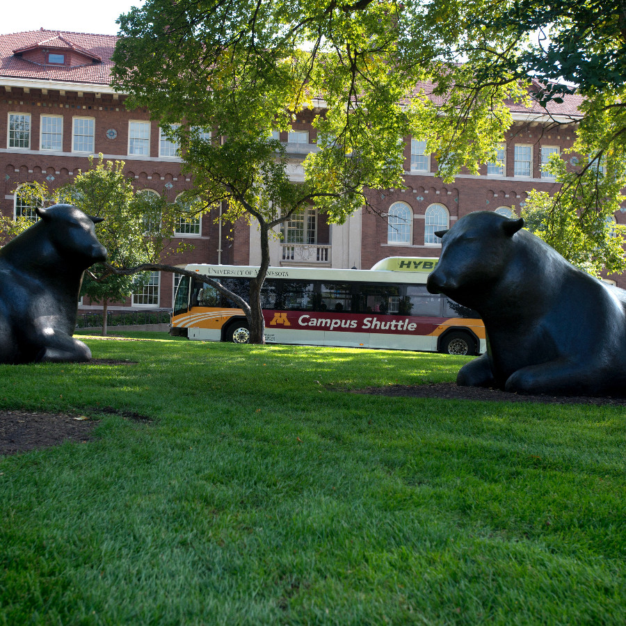 Gray statue cows sit on the lawn in front of a building on the Saint Paul campus, with a campus shuttle bus driving in the background 