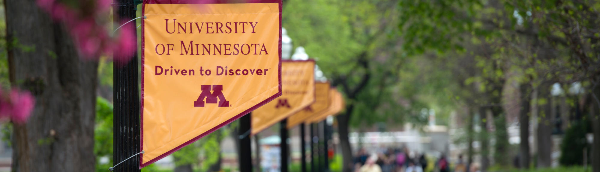 "University of Minnesota Driven to Discover" banners along the tree-lined sidewalk